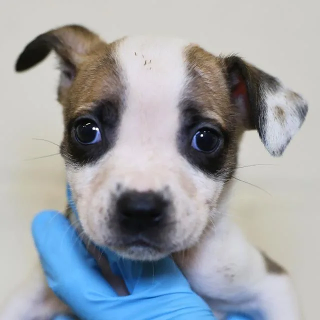 A baby small-sized female American Staffordshire Terrier dog named Athens for adoption in San Antonio, TX