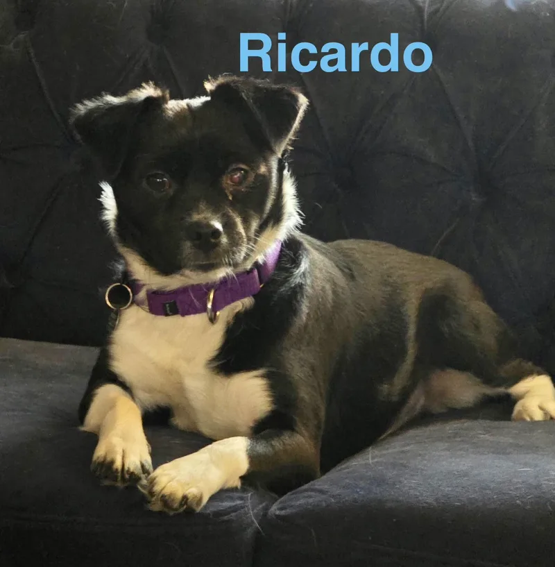 Ricardo