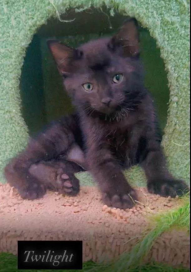 A baby small-sized male Black Domestic Short Hair cat named Twilight PC for adoption in Greenville, SC