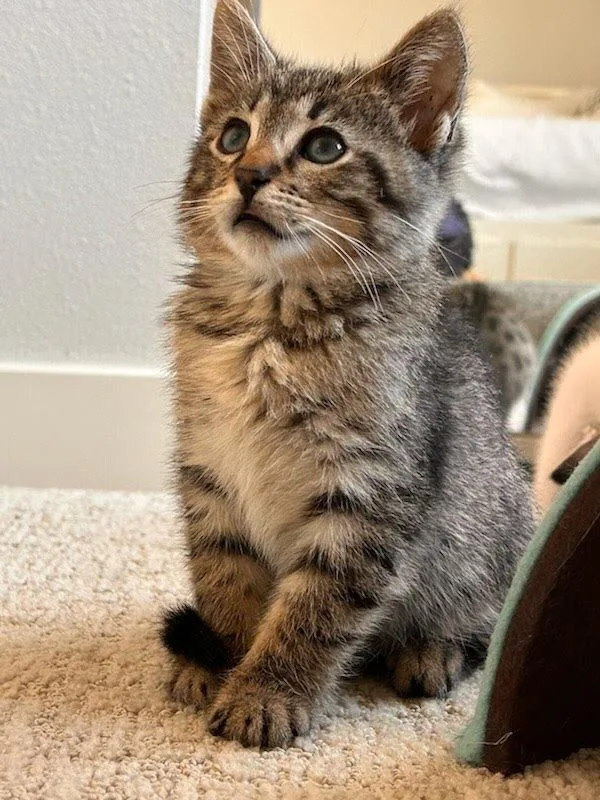 A baby small-sized male Domestic Short Hair cat named Jacob for adoption in Bonsall, CA