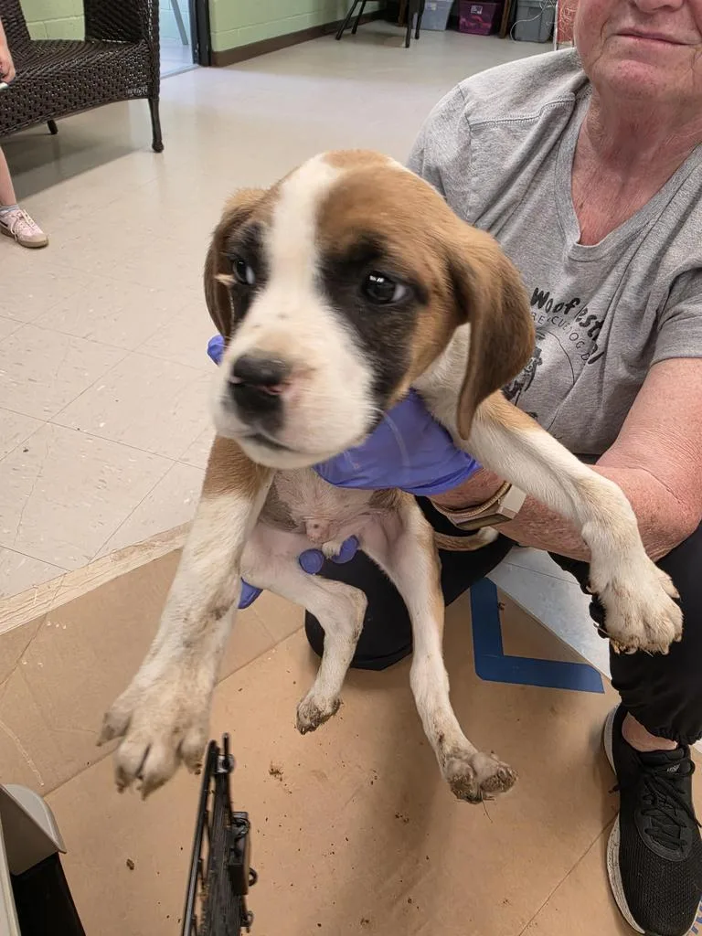 A baby small-sized male Black Mouth Cur dog named Mufasa for adoption in Burnsville, NC