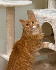 An adult medium-sized female Orange / Red Domestic Long Hair cat named Charm for adoption in San Jose, CA