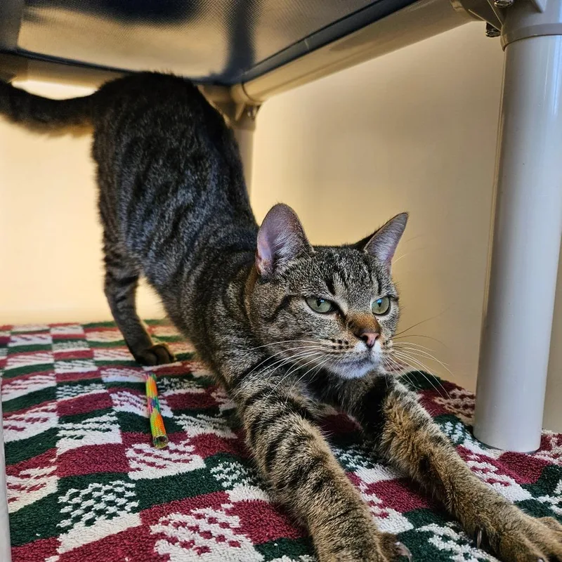 A young medium-sized female Brown / Chocolate Domestic Short Hair cat named Sissy for adoption in Harrisonburg, VA