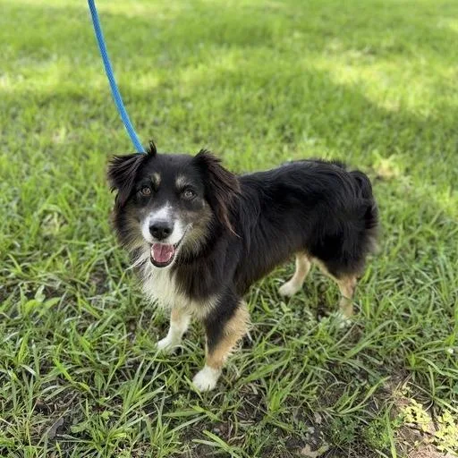 An adult small-sized male Black Australian Shepherd dog named Slim Jim for adoption in Carencro, LA