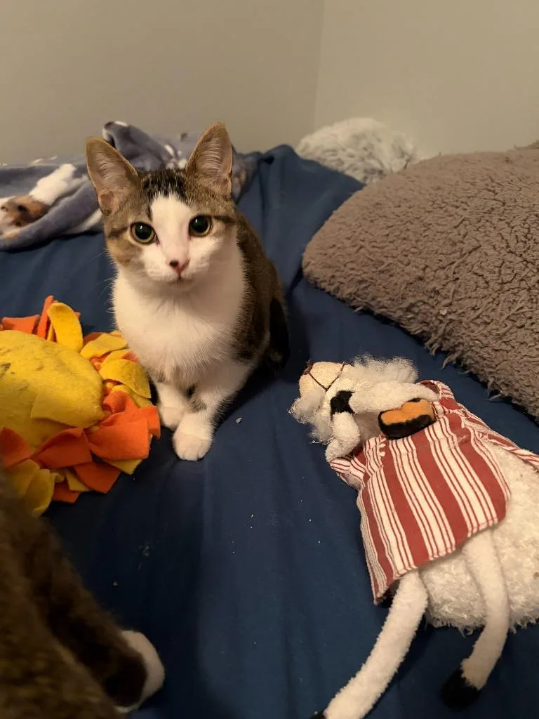 A baby small-sized female Domestic Short Hair cat named Mavis for adoption in Ballwin, MO