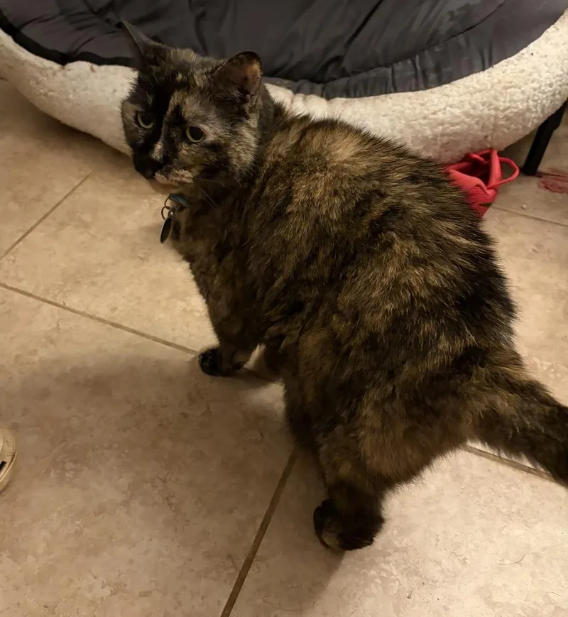An adult large-sized female Tortoiseshell Domestic Short Hair cat named Poinsettia for adoption in Greenville, SC