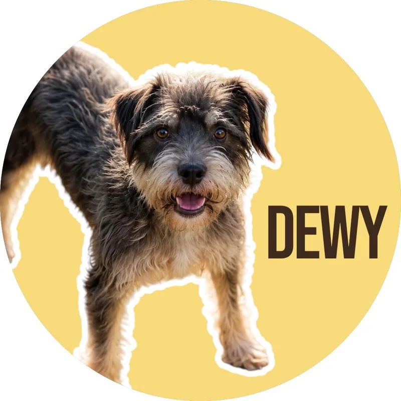 Dewy thumbnail 4