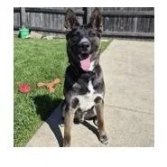 A young medium-sized male Mixed Breed dog named Toto for adoption in Woodstock, IL
