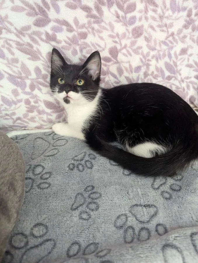 A baby small-sized female American Shorthair cat named Galaxy for adoption in Ellijay, GA