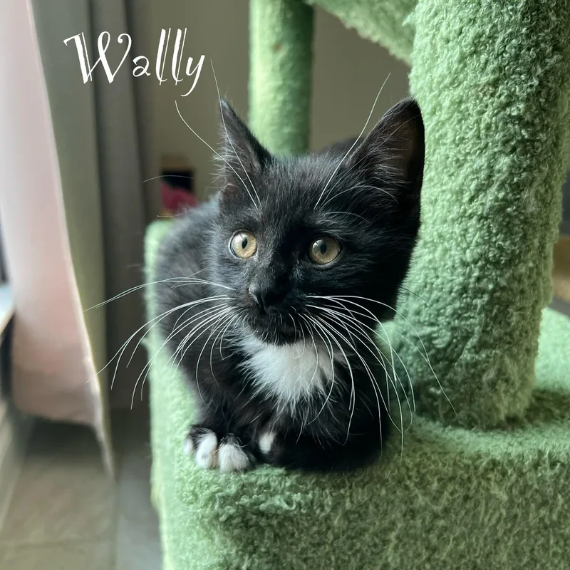 A baby medium-sized male Black & White / Tuxedo Domestic Short Hair cat named Wally for adoption in Liverpool, TX