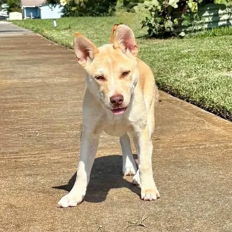 A baby medium-sized female Spitz dog named Willow for adoption in New Smyrna Beach, FL