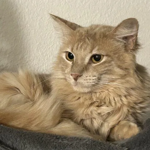 A young medium-sized male Tabby (Orange / Red) Domestic Medium Hair cat named Simba for adoption in Gilbert, AZ