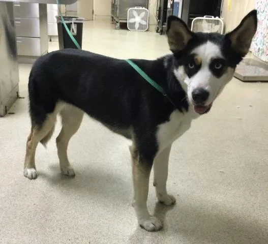 A young medium-sized female Siberian Husky dog named Sam for adoption in Riverside, CA