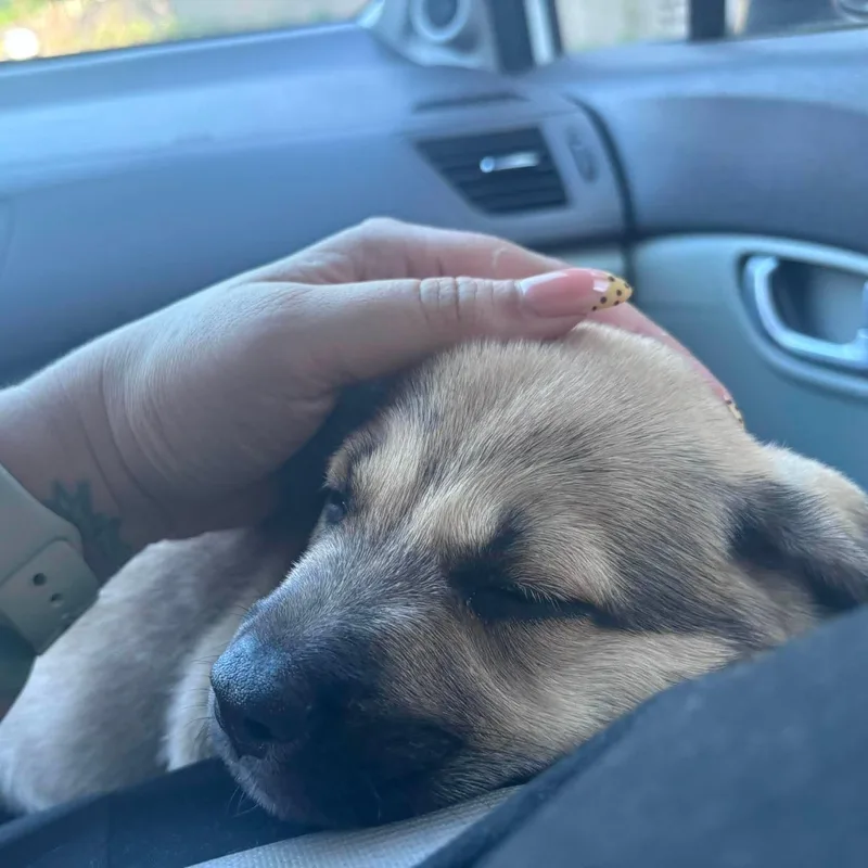 A baby medium-sized male Sable Shepherd dog named Porter for adoption in Brockport, NY