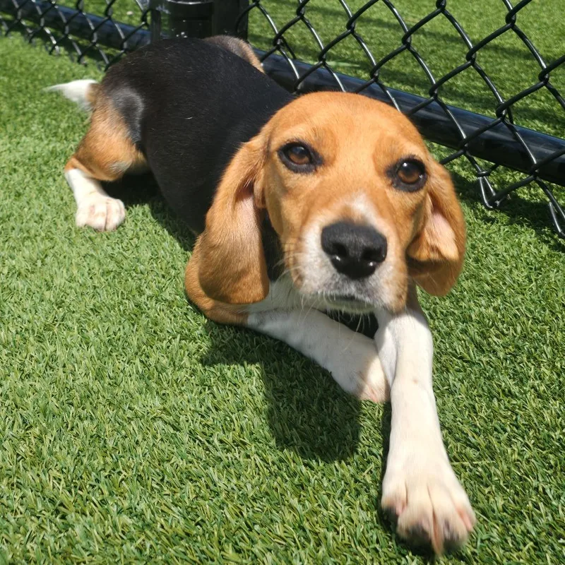 A young small-sized female Brown / Chocolate Beagle dog named Athens for adoption in LOXAHATCHEE, FL