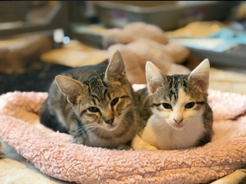 A baby medium-sized male Tabby (Brown / Chocolate) Domestic Short Hair cat named Toronto and Vancouver for adoption in Oceanside, CA