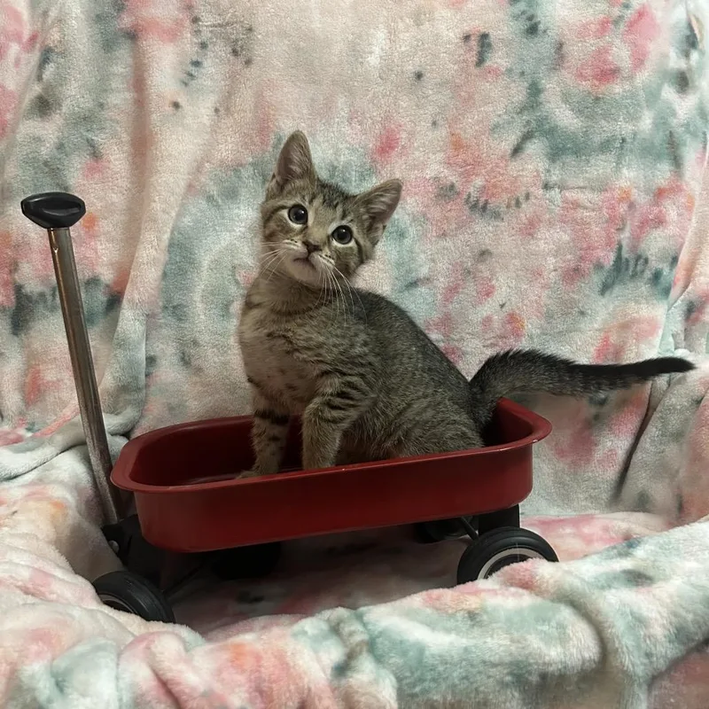 A baby small-sized male Brown / Chocolate Domestic Short Hair cat named Rex for adoption in Columbia, MO