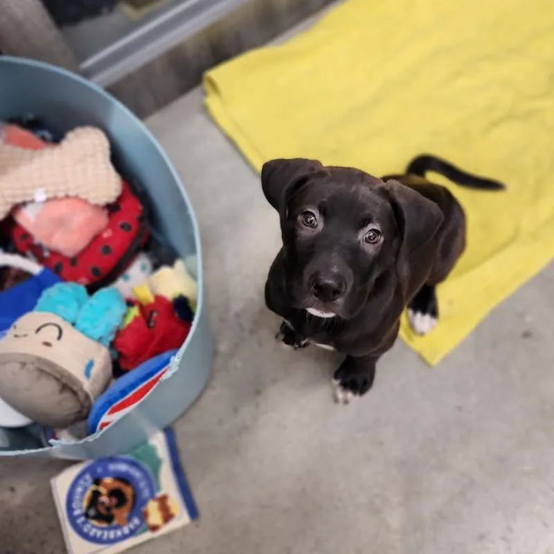 A baby medium-sized male Black Retriever dog named Grandpa for adoption in New Rochelle, NY