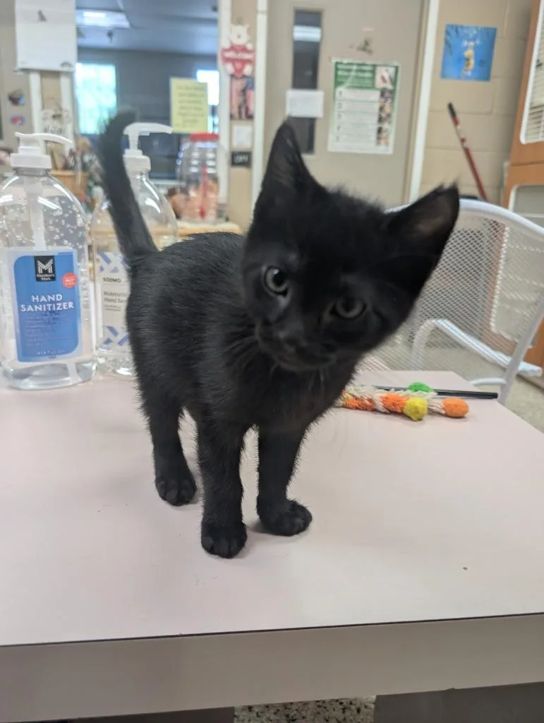 A baby small-sized male Domestic Short Hair cat named Cooper for adoption in Little Rock, AR