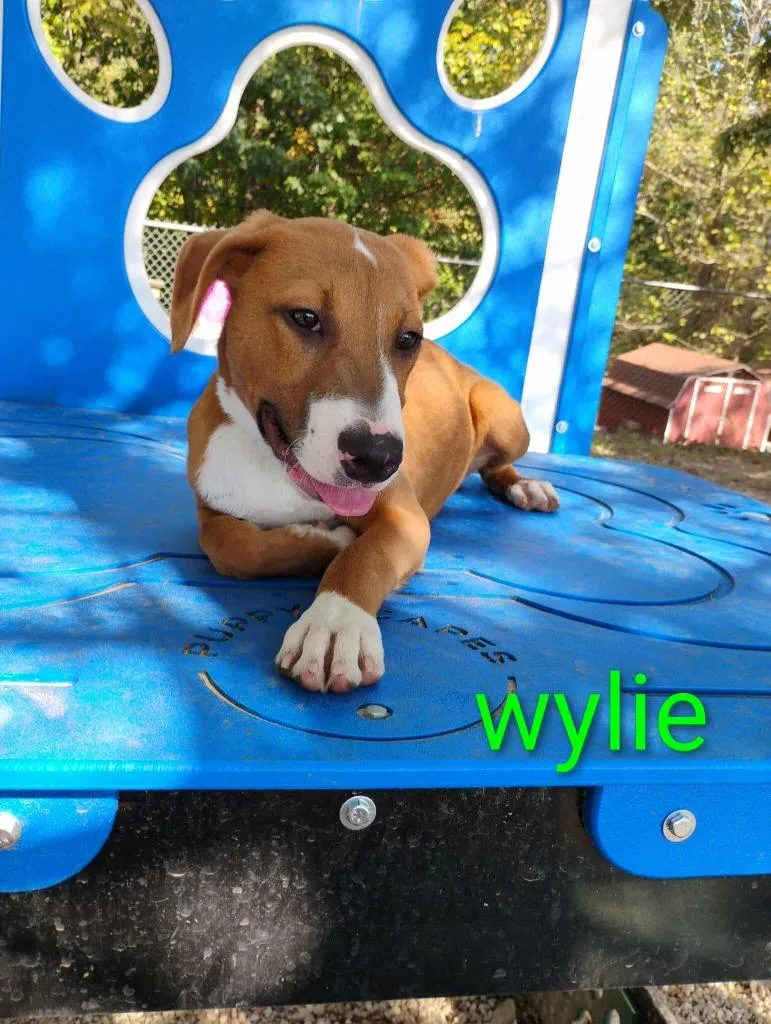 Wylie thumbnail 4