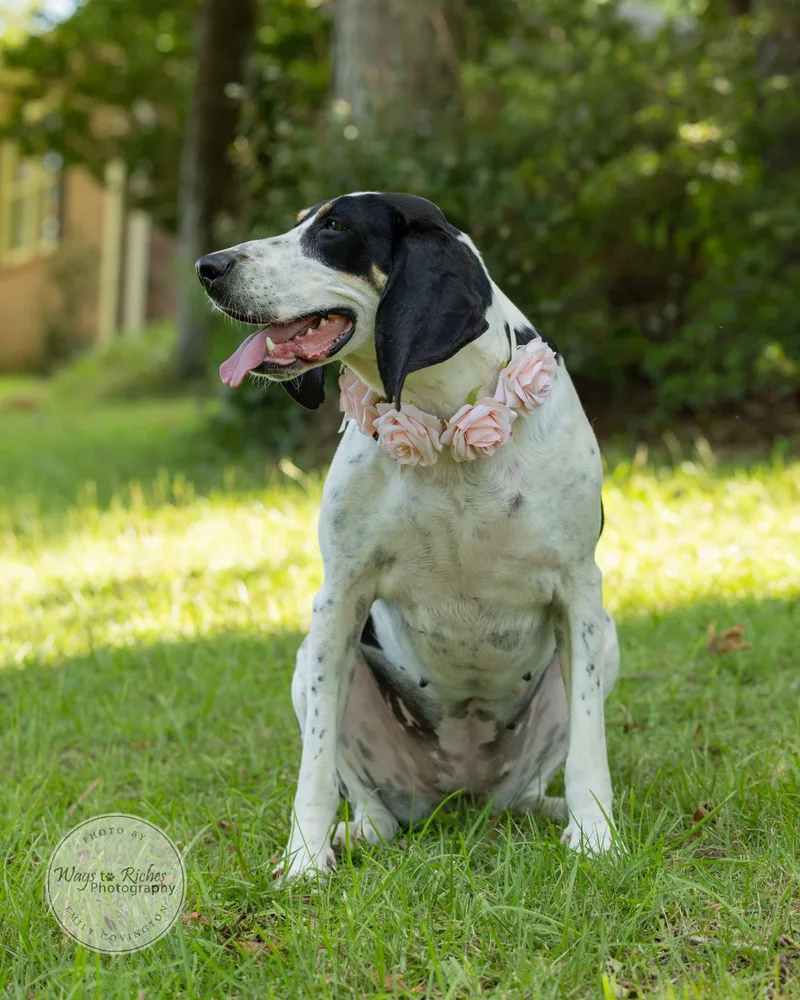 Daisy Mae thumbnail 2