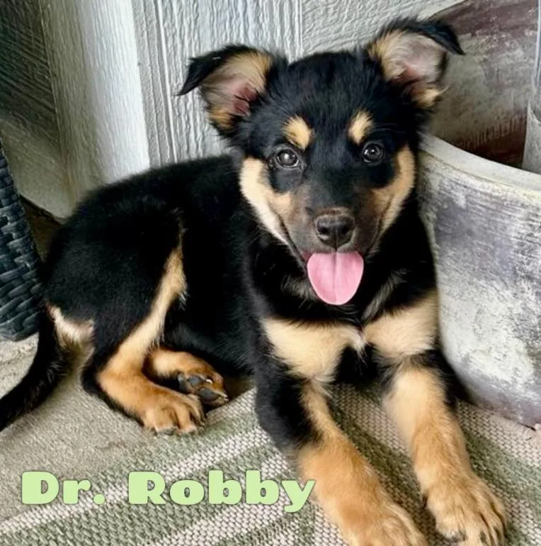 Dr. Robby