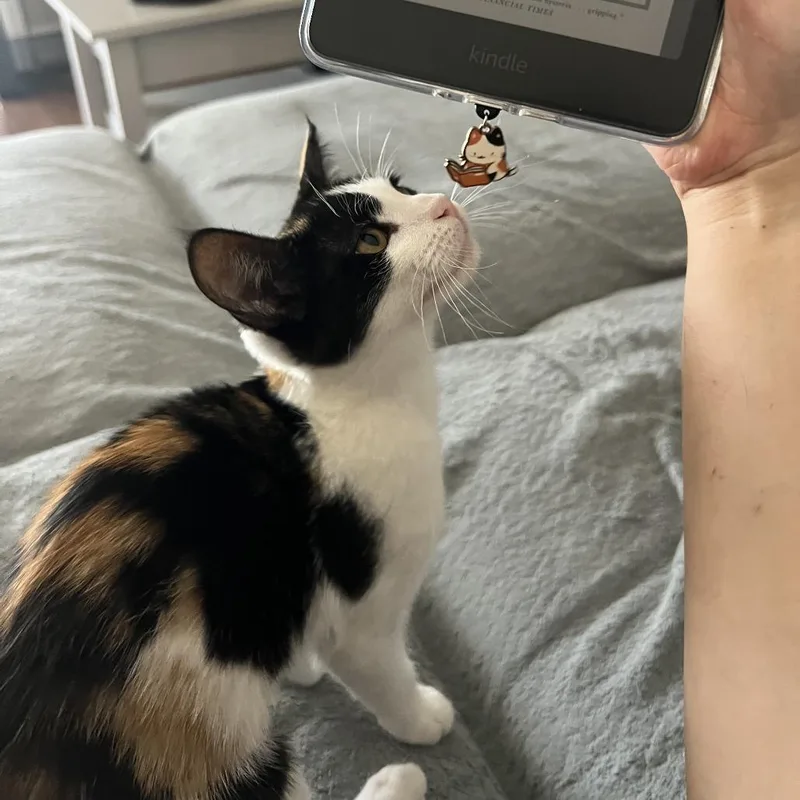 A young small-sized female Calico Domestic Short Hair cat named Biscotti for adoption in Garden Grove, CA