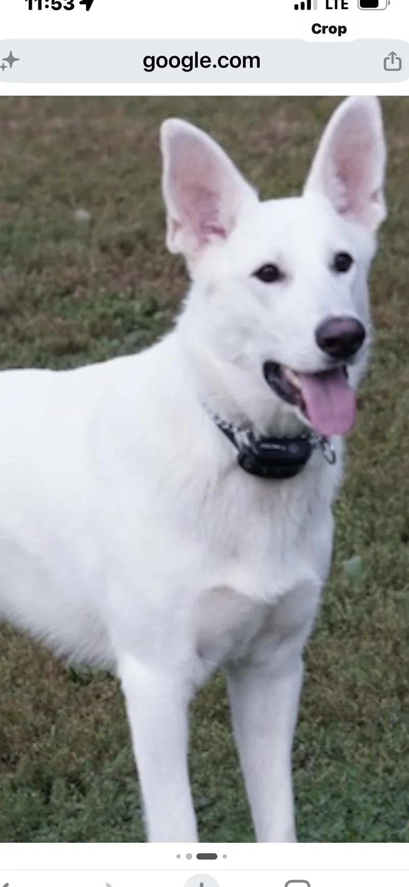 A young medium-sized male White / Cream German Shepherd Dog dog named Woody for adoption in Haslet, TX