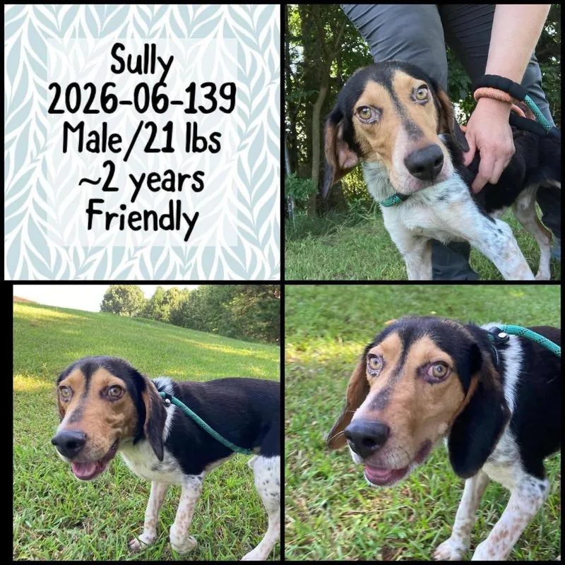 An adult medium-sized male Beagle dog named Sully for adoption in Winder, GA