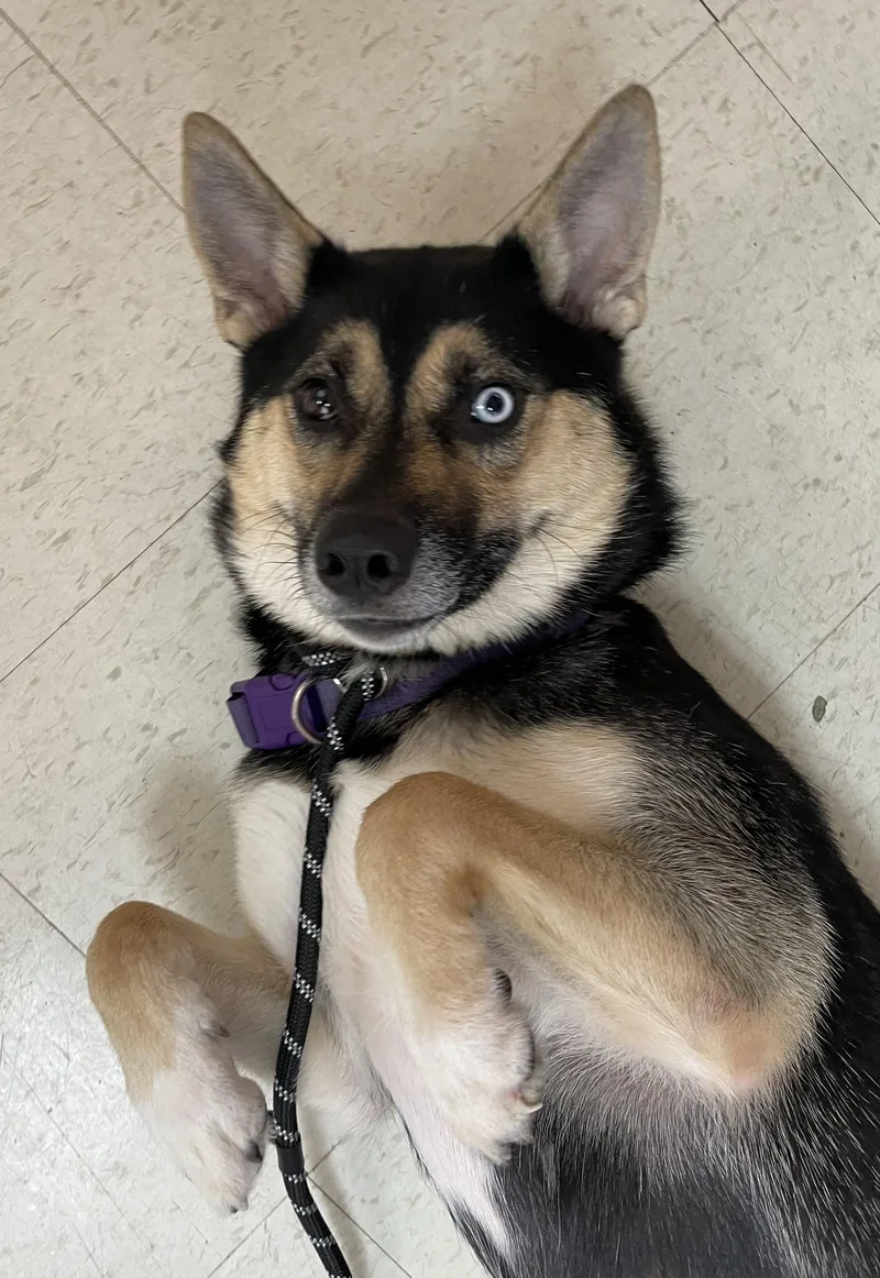 A young medium-sized female Black Husky dog named Jewel HOLD for adoption in Canton, OH