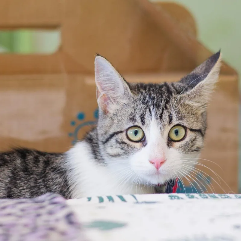 A baby medium-sized female Domestic Short Hair cat named Kaiju for adoption in Hot Springs, AR