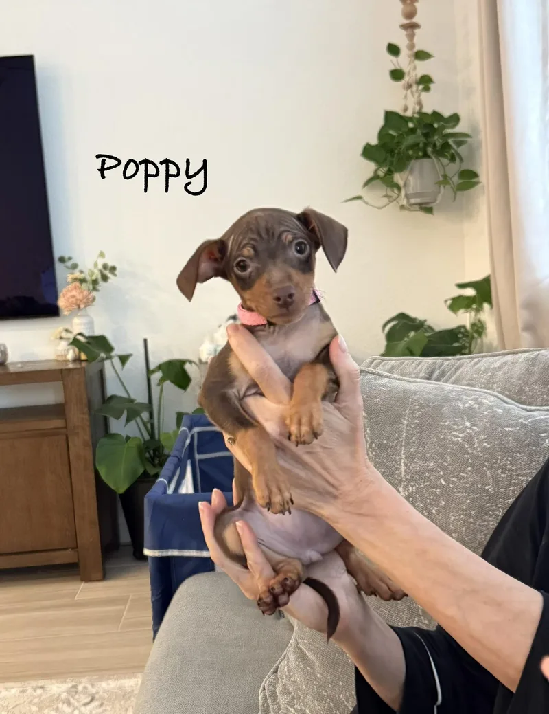 Poppy