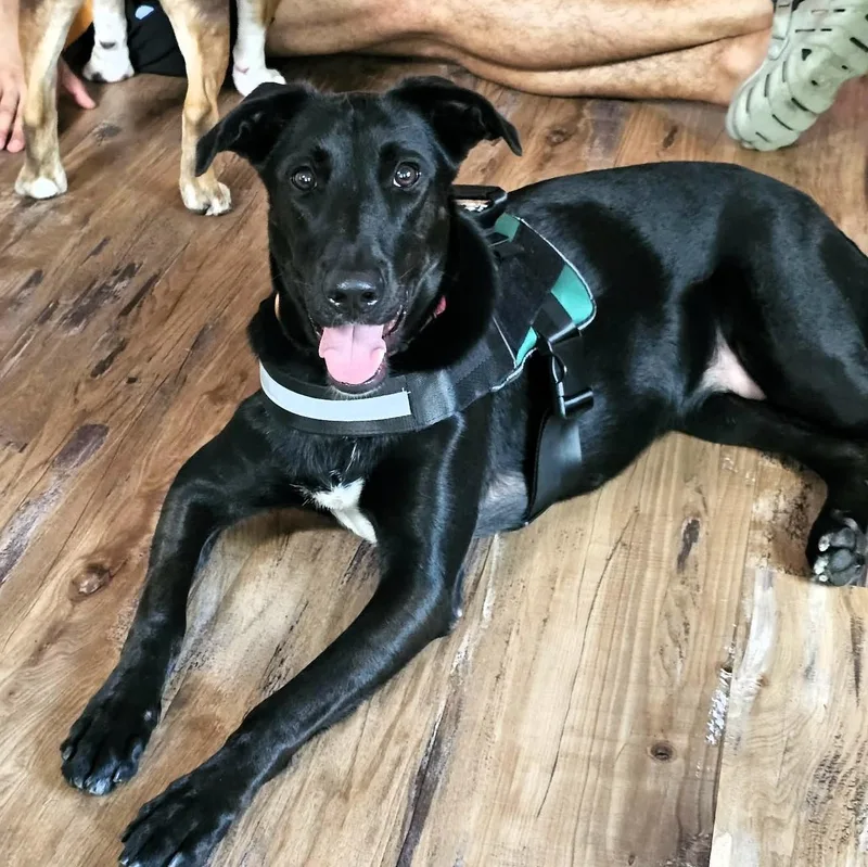 A young large-sized female Black Labrador Retriever dog named Ruby for adoption in Largo, FL