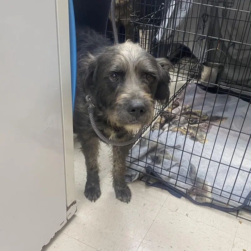 An adult medium-sized male Black Standard Poodle dog named Jude for adoption in Caryville, TN