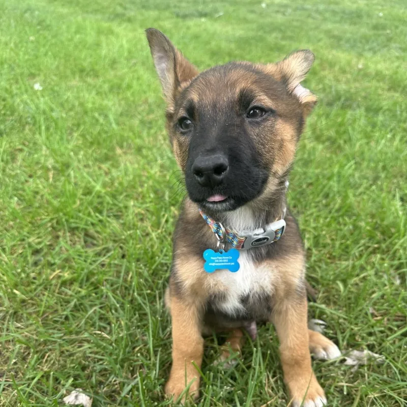 A baby large-sized male Shepherd dog named Oakley for adoption in Ferndale, MI
