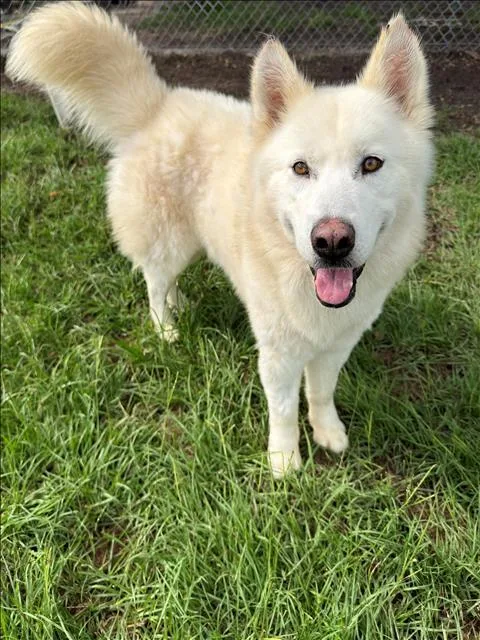 An adult large-sized male Alaskan Malamute dog named Ghost for adoption in Conroe, TX