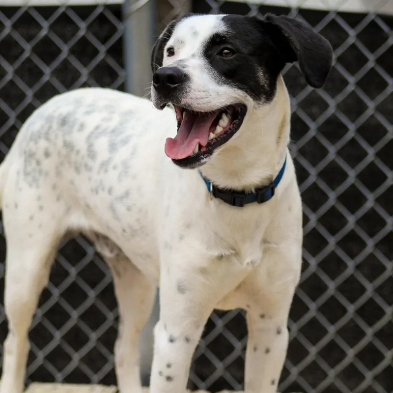 Garrison thumbnail 2