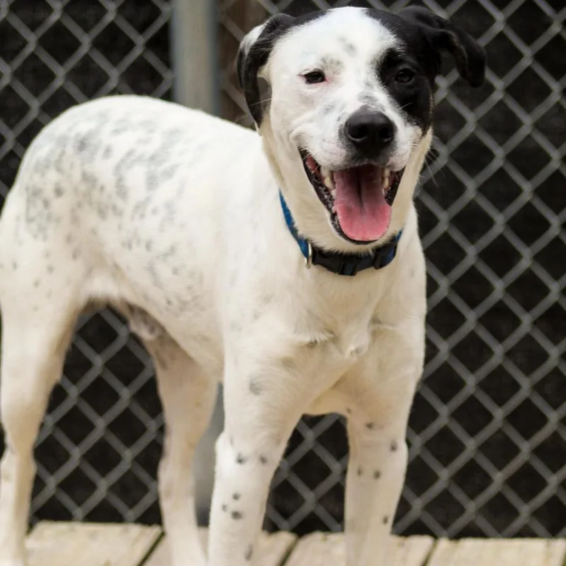 Garrison thumbnail 4