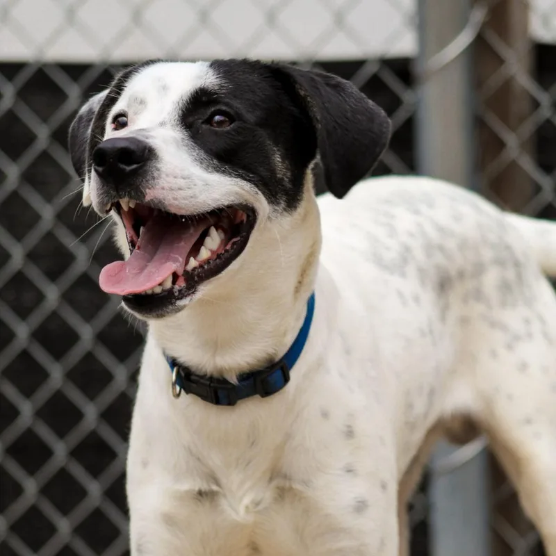 Garrison thumbnail 5