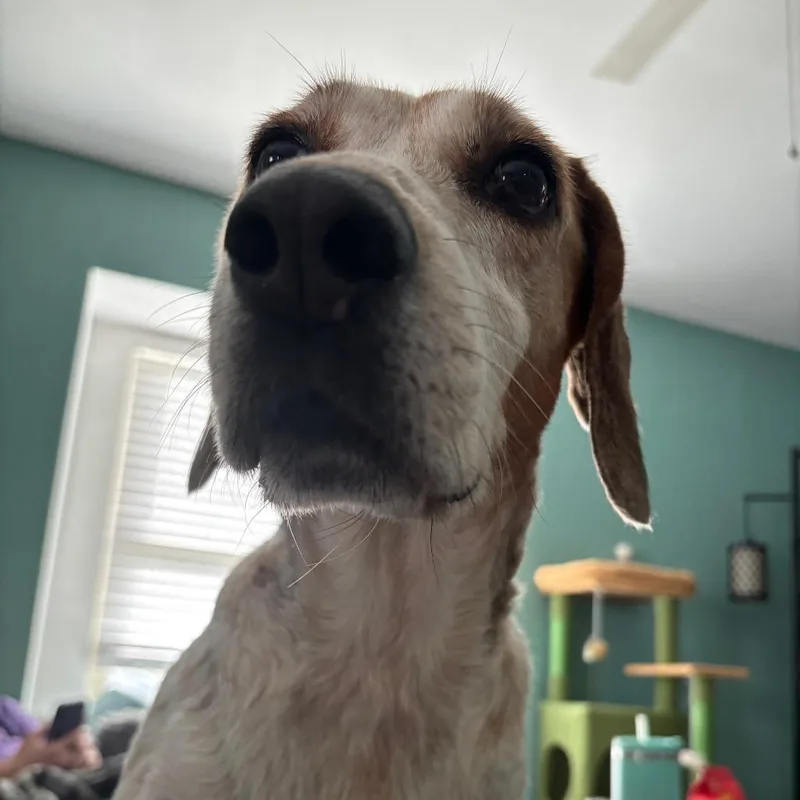 Sweetie Pie thumbnail 2