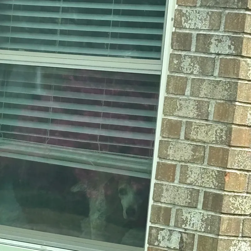 Sweetie Pie thumbnail 3