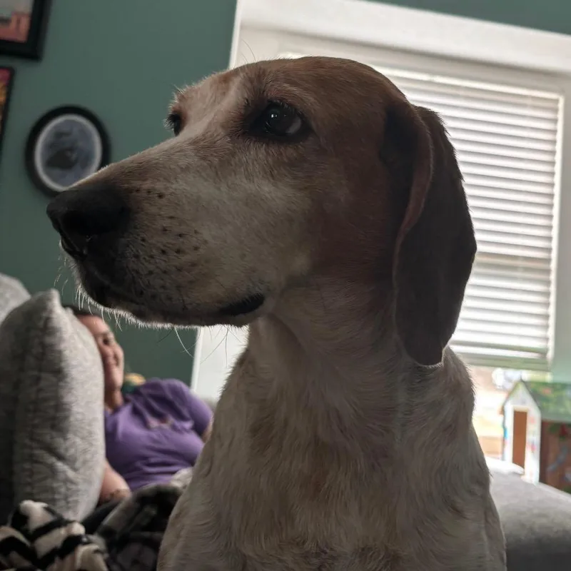 A senior medium-sized female White / Cream Mixed Breed dog named Sweetie Pie for adoption in Pensacola, FL