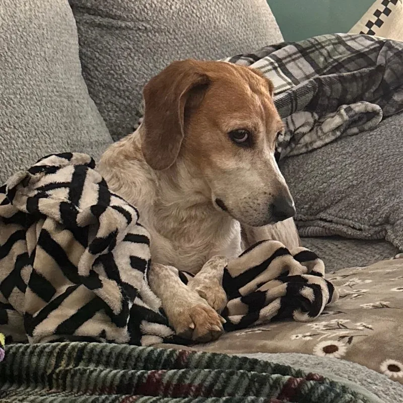 Sweetie Pie thumbnail 4