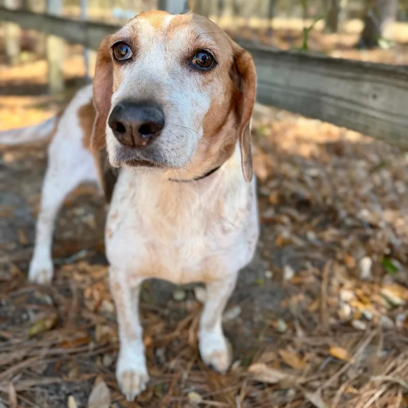 Sweetie Pie thumbnail 5