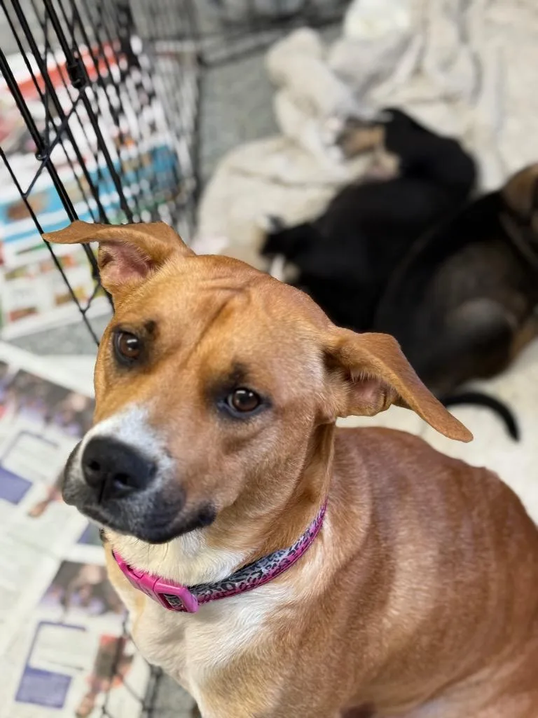 An adult medium-sized female German Shepherd Dog dog named Lady Luck for adoption in Syracuse, IN