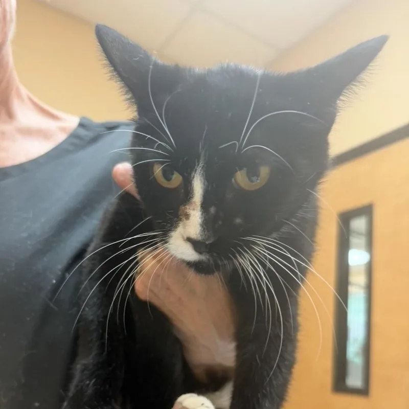 A young medium-sized female Black Domestic Short Hair cat named FWT Skye for adoption in Midland, TX