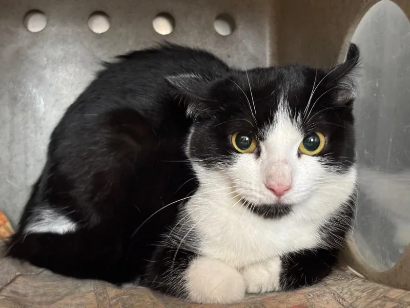 A baby small-sized female Domestic Short Hair cat named Lagoona Blue for adoption in Powell, OH