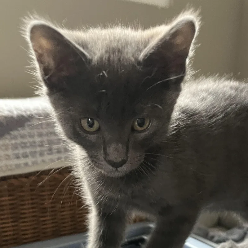 A baby medium-sized female Gray / Blue / Silver Domestic Short Hair cat named Matcha for adoption in Irvine, CA