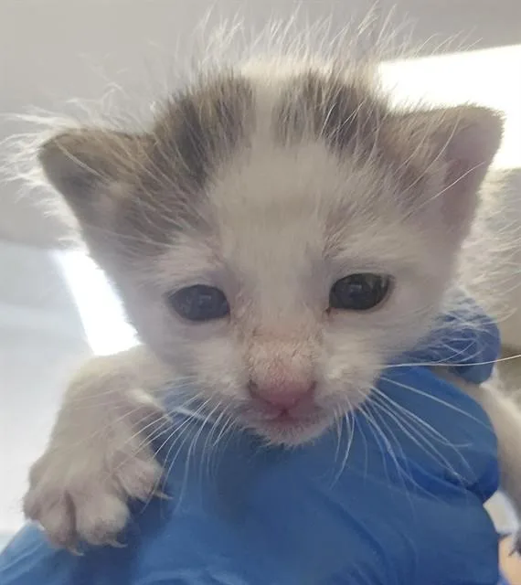 A baby small-sized male Domestic Short Hair cat named Wally for adoption in Tucson, AZ