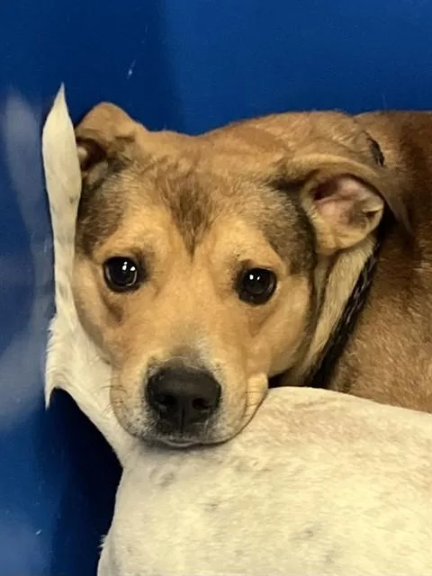 A young medium-sized male Mixed Breed dog named Rudy for adoption in Dallas, TX